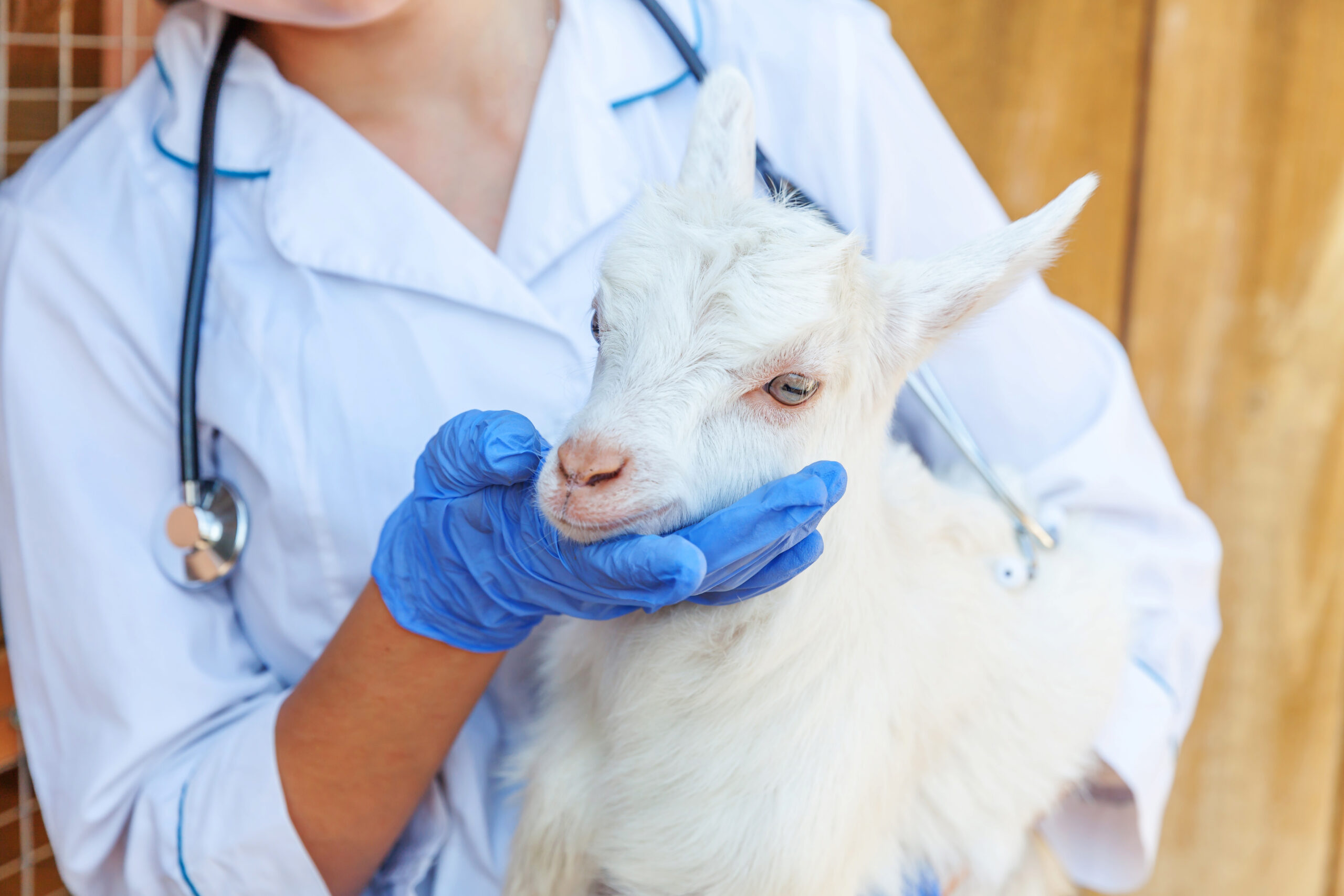 Pet Check Ups Covington