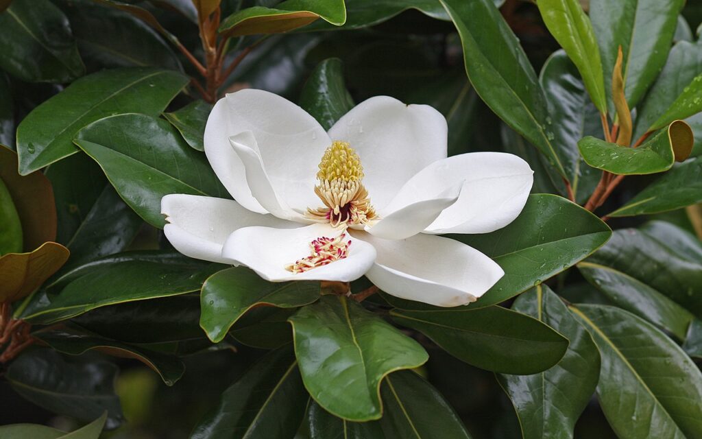 1280px magnolia flower duke campus